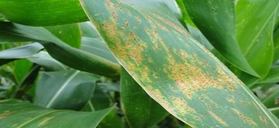 小麦病害紧急通知视频,玉米20天就收获了锈病还需要打吗