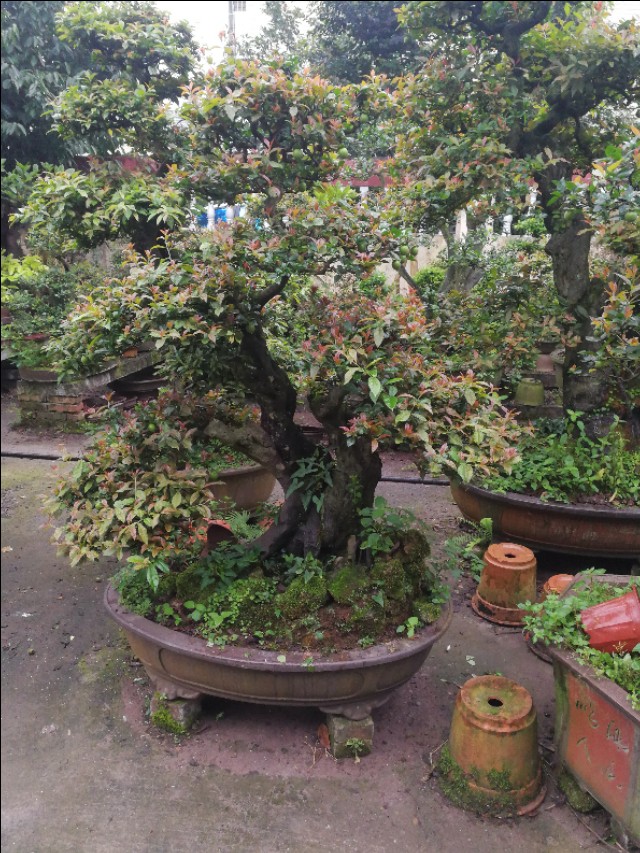 金弹子开花是母桩还是公桩,金弹子原生母桩开的花是什么样子