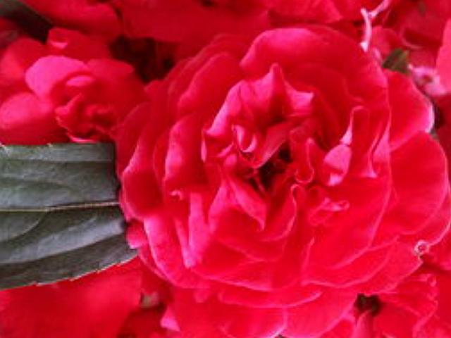 小时候家里很穷买不起橡皮糖,用老家常用的物品做指甲油