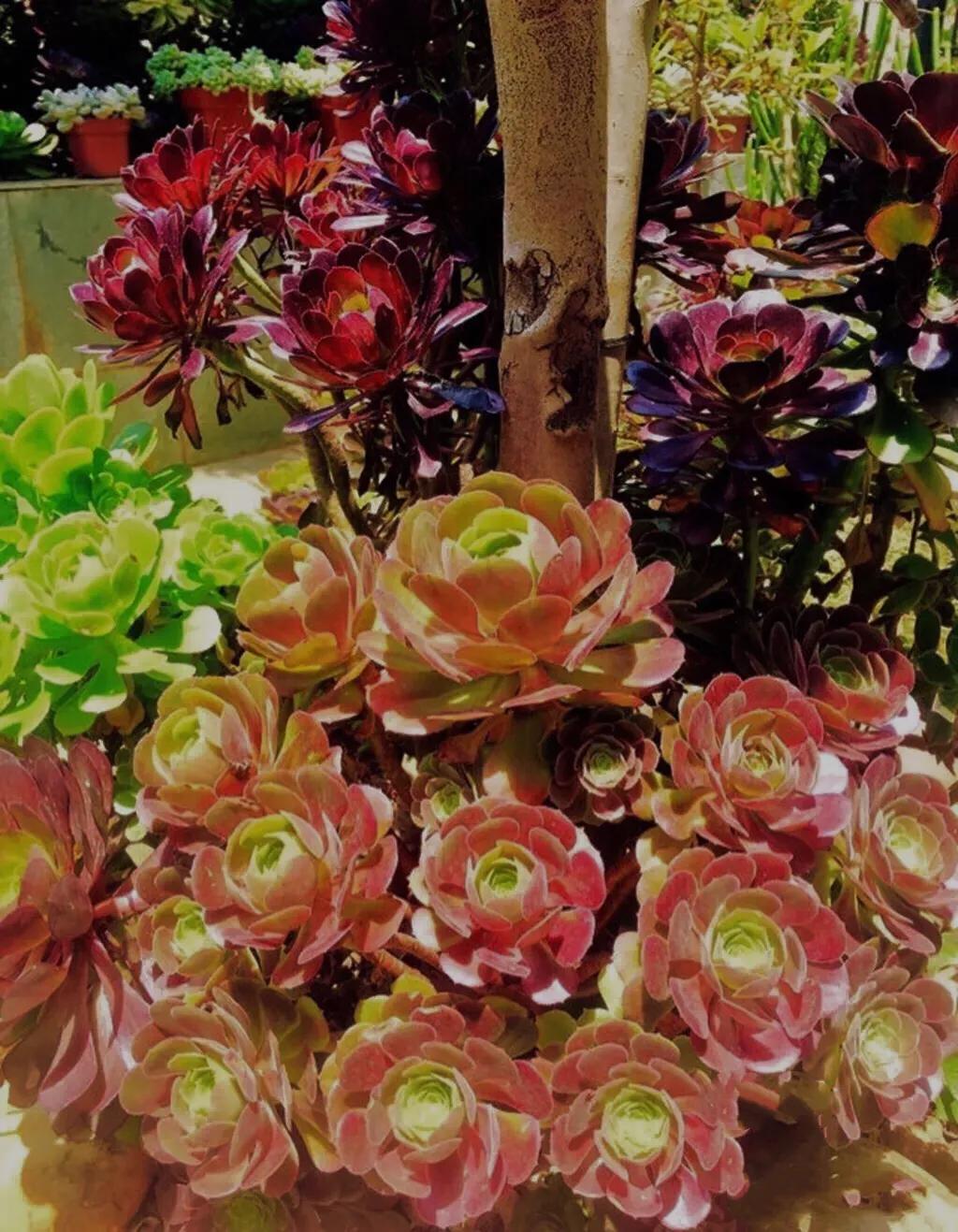 多肉法师韶羞现在能摘心吗,多肉法师欧紫跟韶羞的对比图