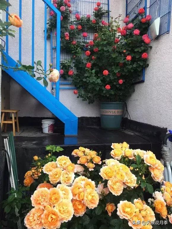 露台打造花海,她用10年改造庭院