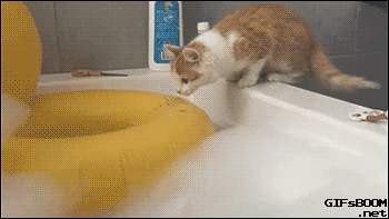 猫得了猫癣怎么办,猫得猫癣可以每天吃一颗蛋黄吗