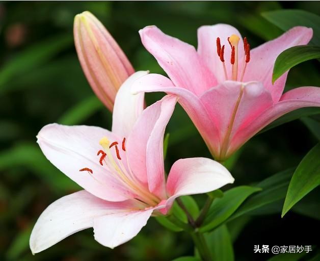 插的鲜花如何保持花期,鲜花哪种瓶插时间长又好养