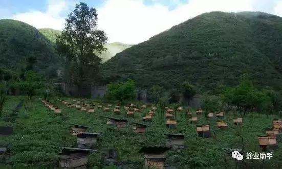 新手初期养蜜蜂禁忌，为什么蜜蜂越来越少，因为您都做这些错事
