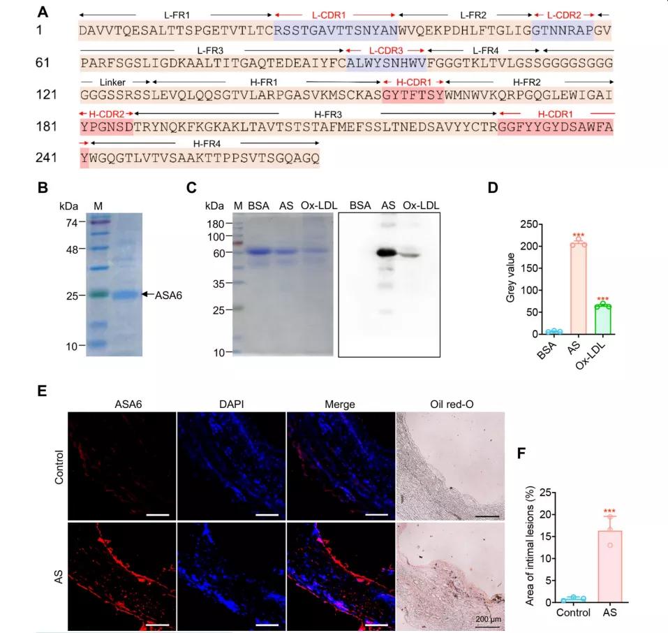 动脉粥样硬化靶向特效药,动脉粥样硬化最新药物研究