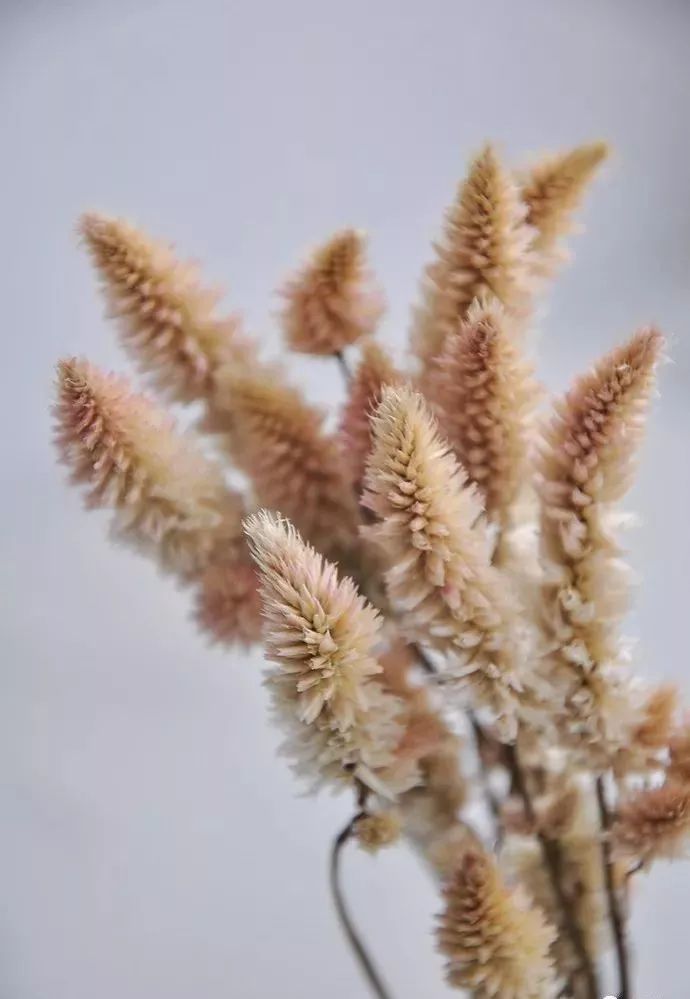 鲜花和干花的不同美感,有哪些花可以制作干花