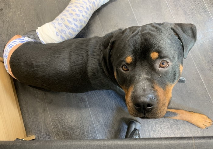 狗狗把自己烫伤后，记住不能用牙膏紧急处理，主人应学会正确方法