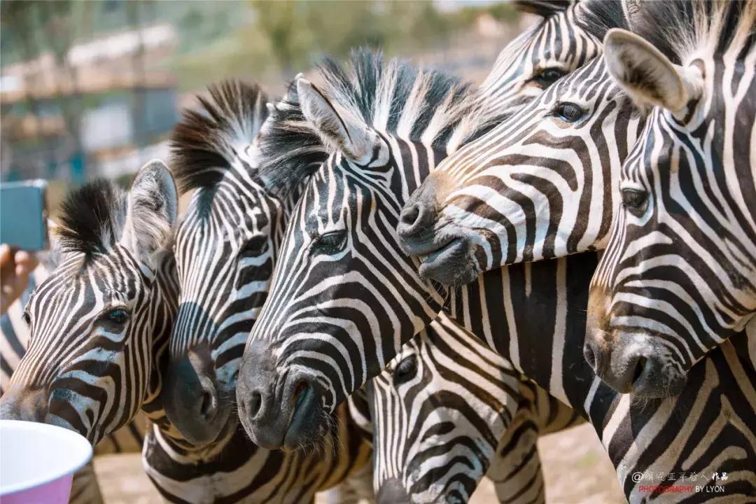 去南京金牛湖野生动物王国堵车吗,南京金牛湖野生动物王国最新活动