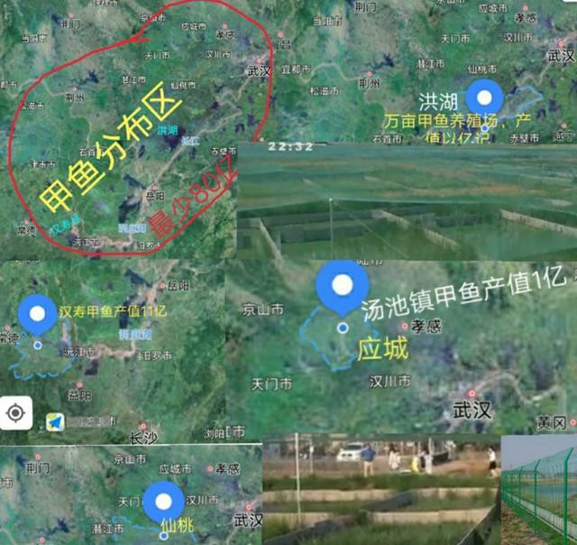 甲鱼全产业链,甲鱼产业现状如何