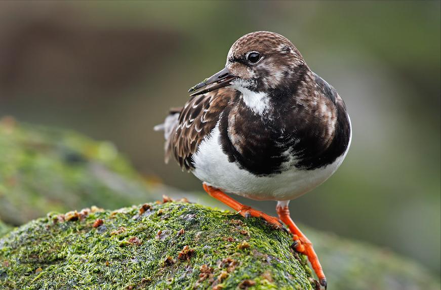 东江揽胜,惠州淡水常见鸟类图谱
