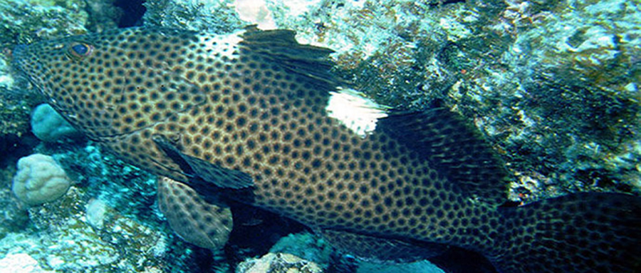 比较大的能吃的海鱼有哪些,我国海域有哪些好吃的海鱼