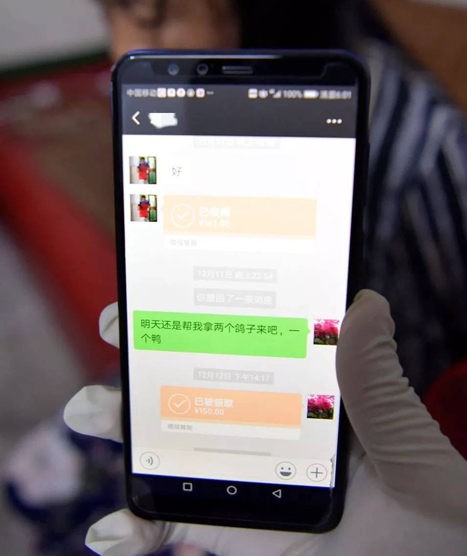 鸽子血骗局揭秘,鸽子血卖淫案
