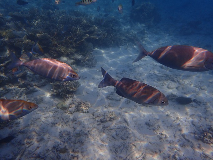 去马尔代夫危险吗,去马尔代夫不会游泳危险吗