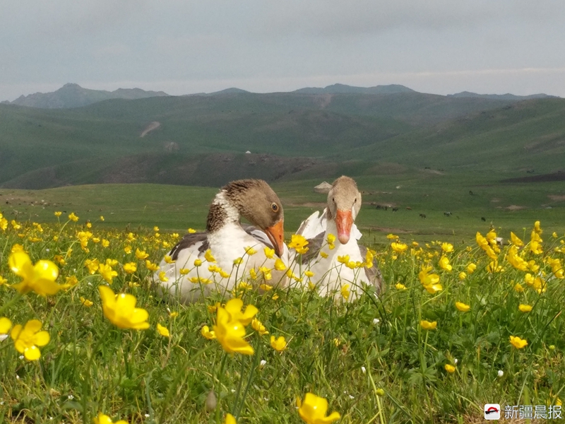 养鹅发家致富的经历,养鹅致富的大叔