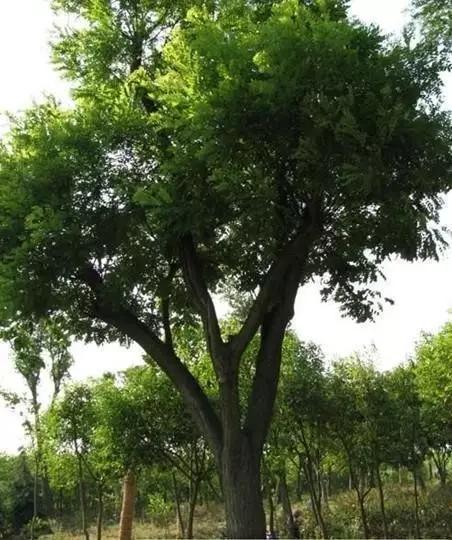 动物与植物有哪些成语故事,哪些成语与植物行为有关