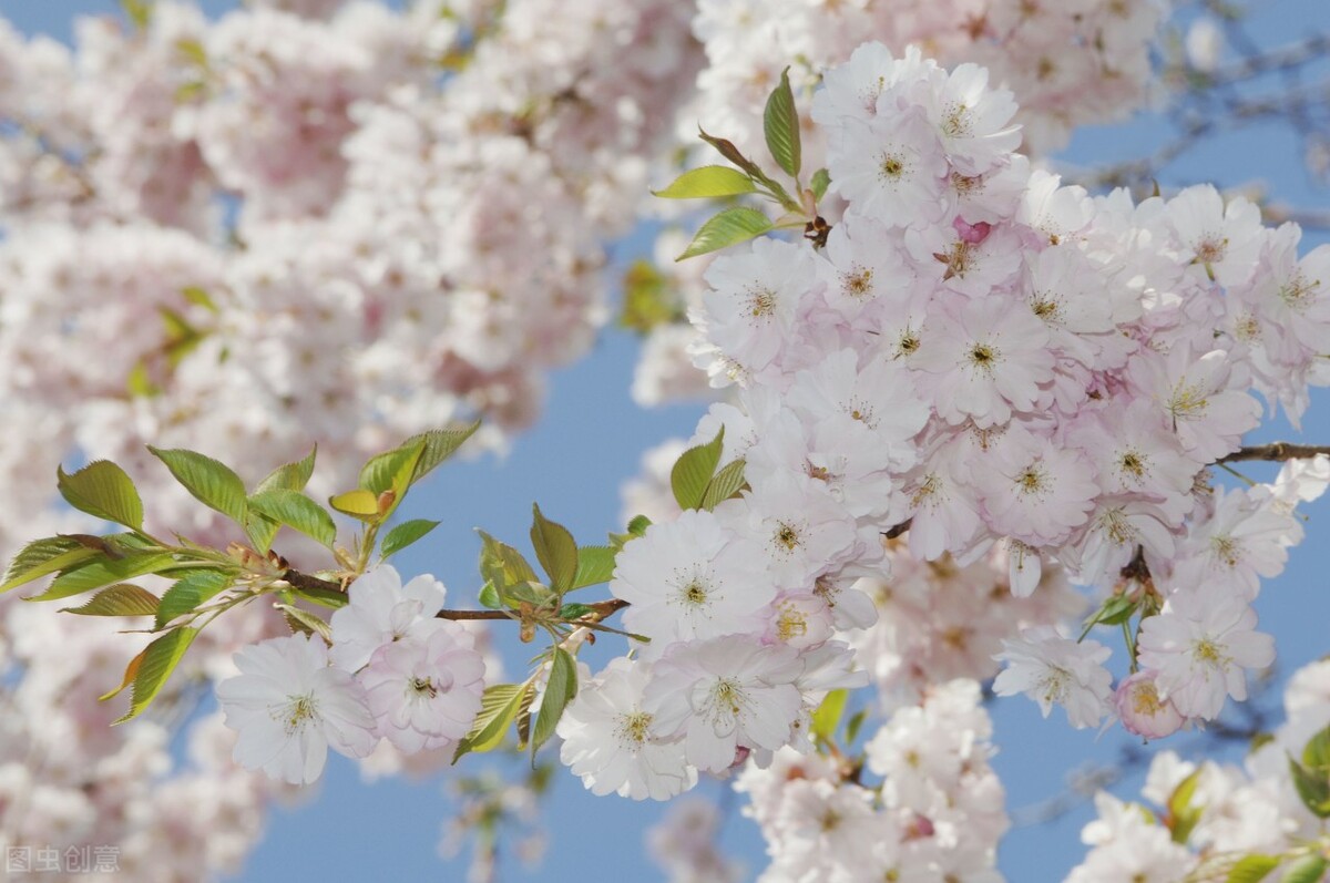 佣金日语怎么说,刷单英文叫什么