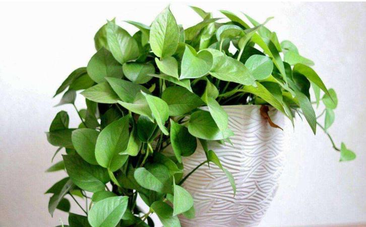 绿萝叶子发黄长斑点快速补救方法,绿萝叶子有斑点发黄怎么办