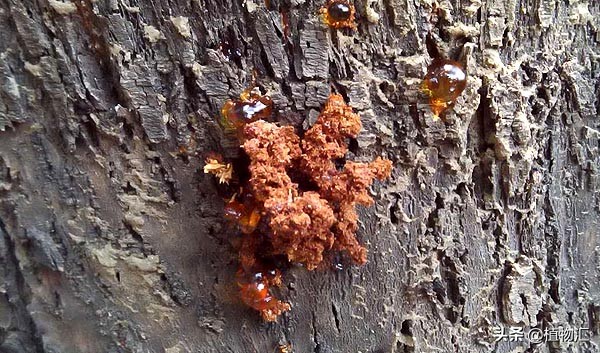 教你识别十大虫害,专治各种害虫图谱大全