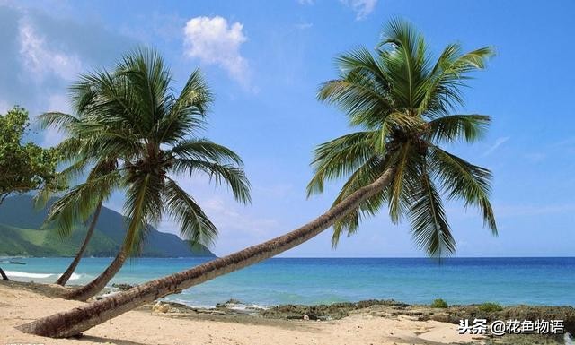 椰子树属于什么类植物,椰子树是热带还是亚热带植物