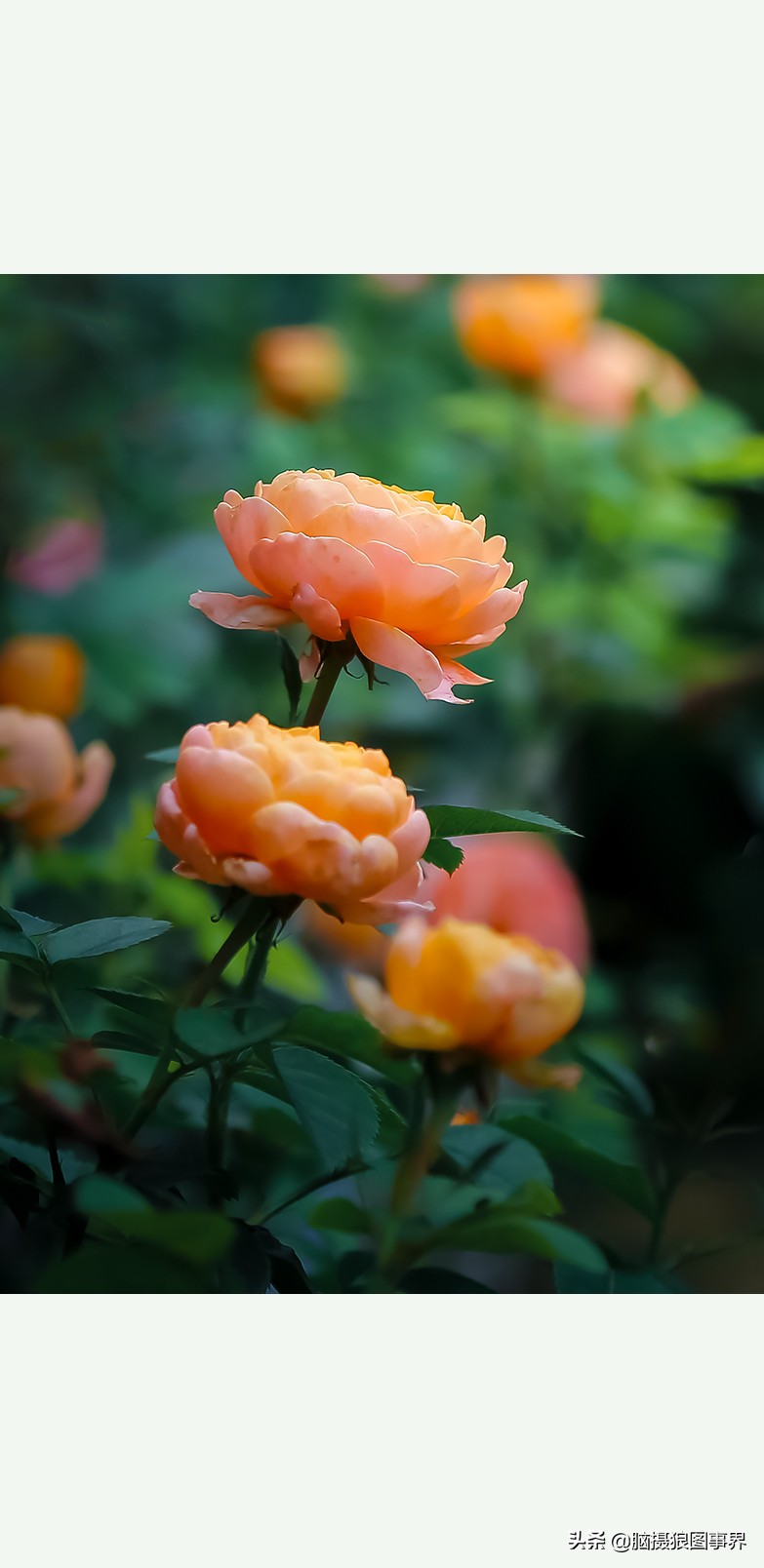 超清玫瑰花唯美图片,高清浪漫玫瑰花照片