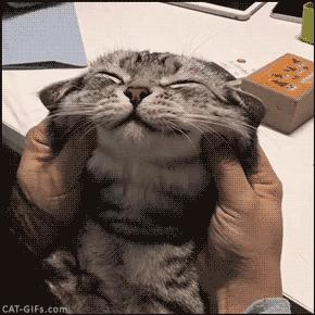 猫咪发出咕噜的声音是什么意思,猫咪发出咕噜声是什么意思