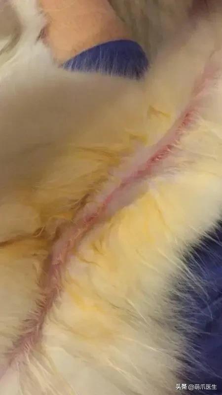 猫咪过敏是属于炎症反应吗,猫咪过敏怎么排除过敏源