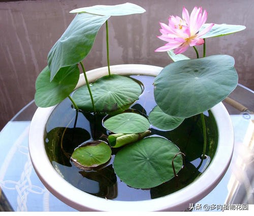 碗莲种下去多久开花,四季播种碗莲水培怎么种能开花