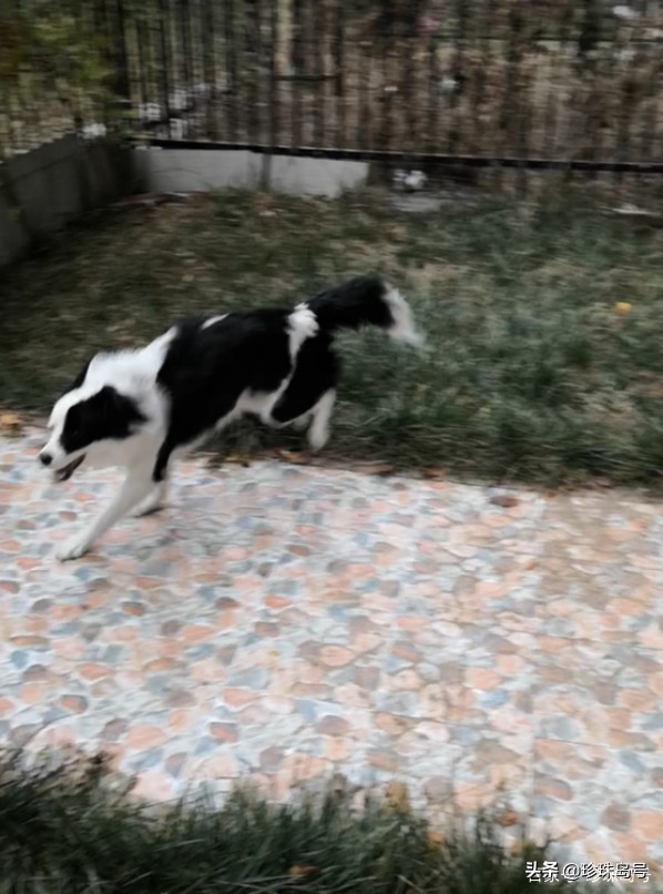 边牧大小便怎么解决,边牧室内大小便怎么解决