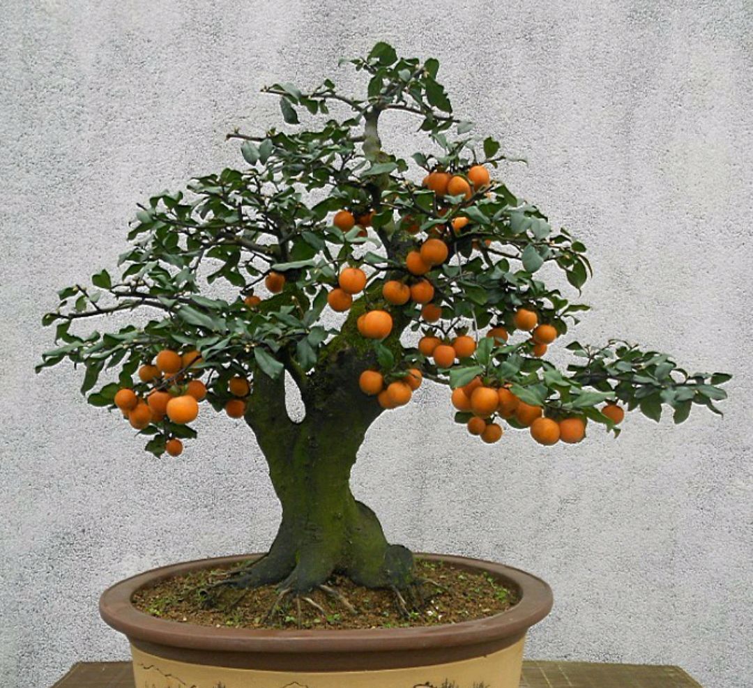 盆景金弹子活桩如何逼芽,盆景原生母桩小叶金弹子