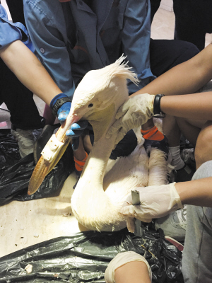 看起来威武霸气，其实比谁都嘴欠，带你了解鹈鹕的生活