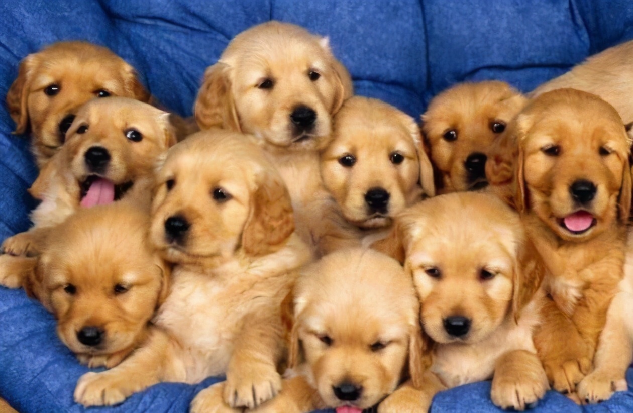 新手铲屎官如何挑选健康的猫咪,金毛新手铲屎官养狗需要准备什么