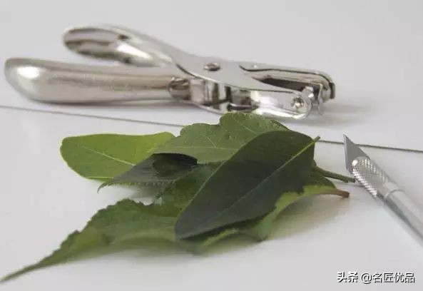超惊艳的树叶手工,有趣的树叶手工制作
