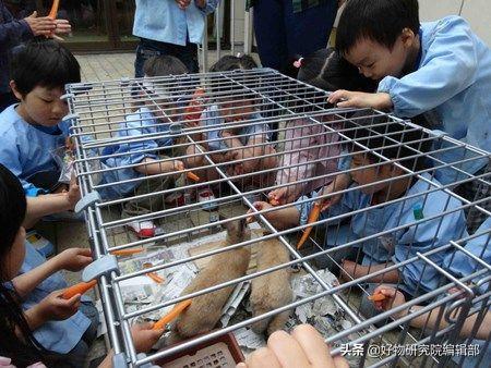 小米便携式显微镜,堪比望远镜的手机2000以下