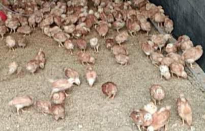 20年养殖经验，教您如何3天轻松治疗鸡眼肿