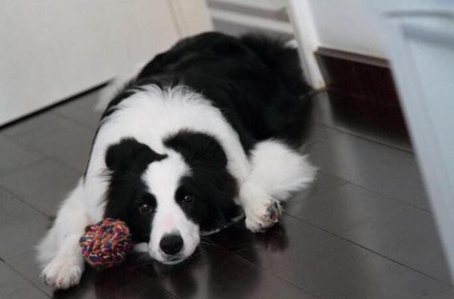 狗狗挑食怎么办教你四招轻松解决,狗狗挑食最佳治疗方法