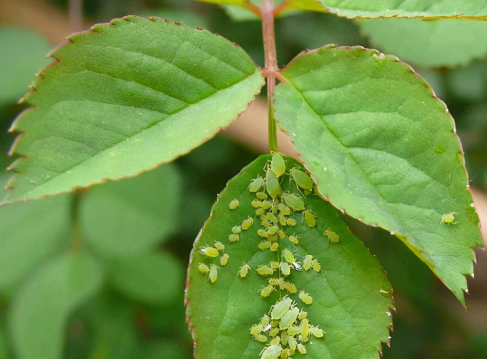 盘点养花中10大虫害,养花一定要认识的7种病虫害