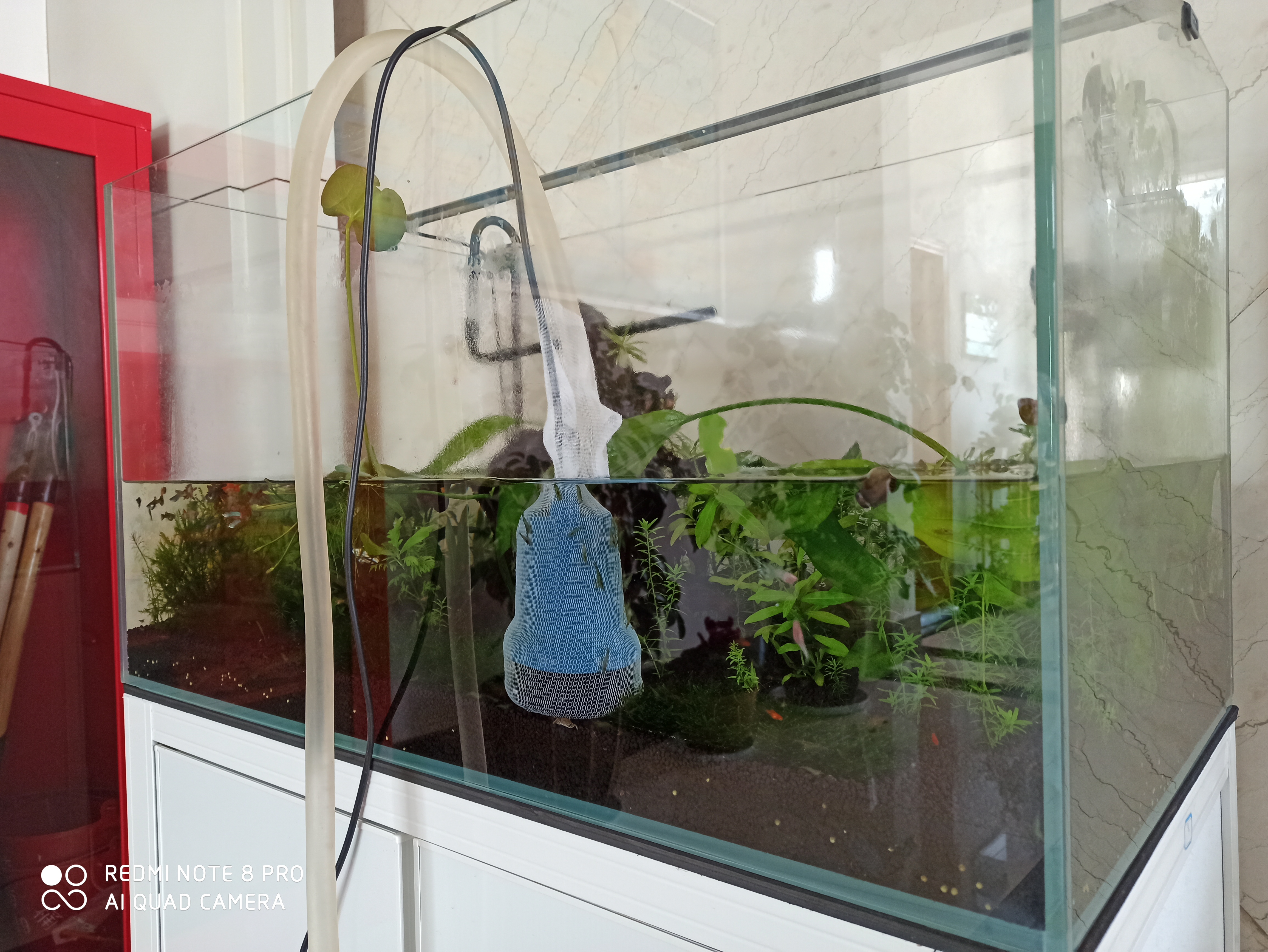 水草缸如何养虾和鱼,水草缸养好水草