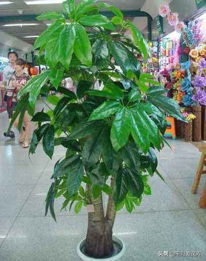 这3种花别碰,这3种花不要养