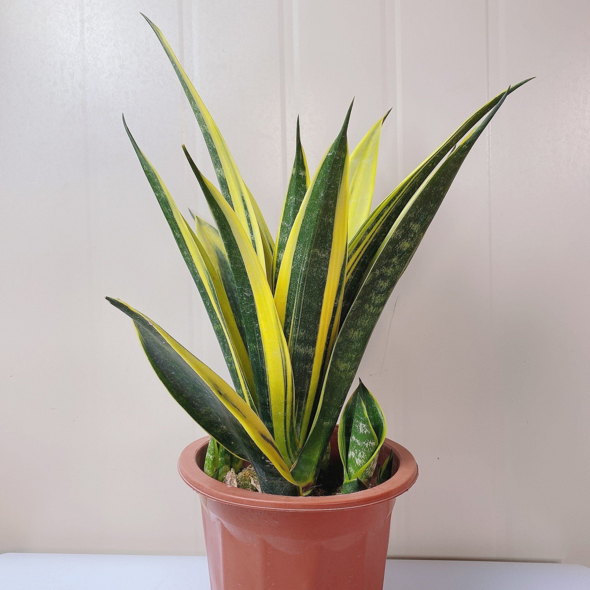 22种花耐旱耐热,天冷种花要注意什么