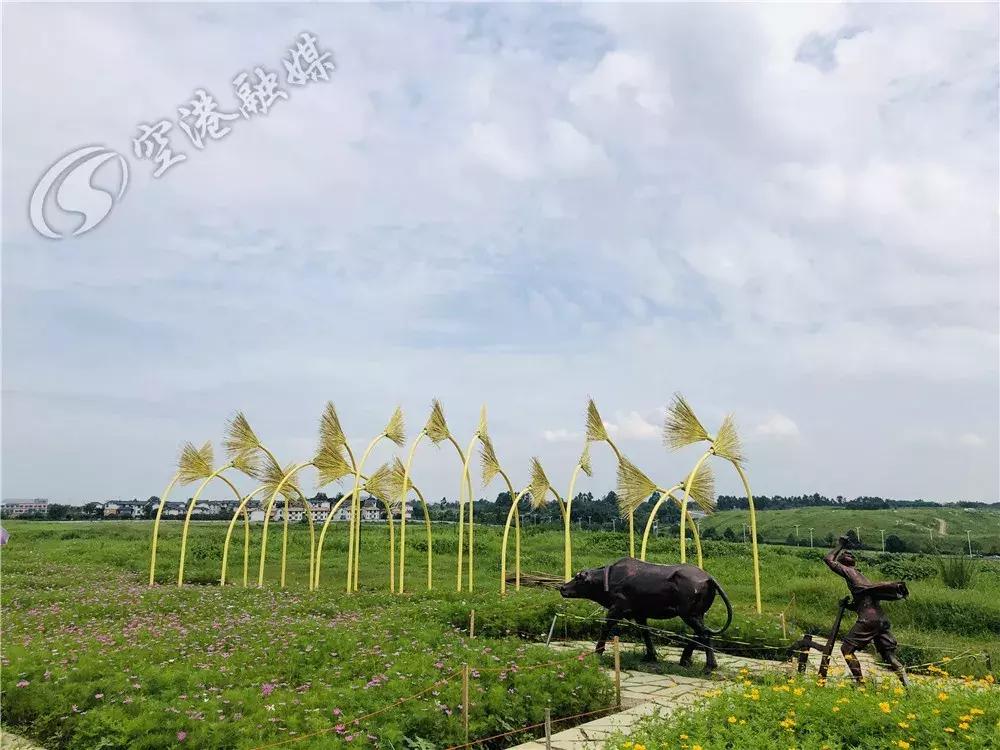 双流空港花田最新进展,双流空港花田开放了吗最新回复