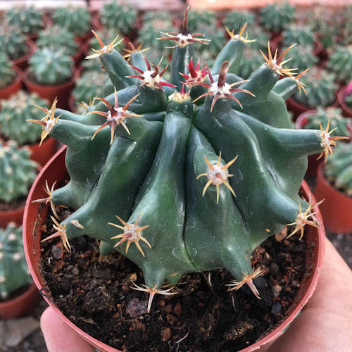 十个仙人球,最新30个仙人球品种