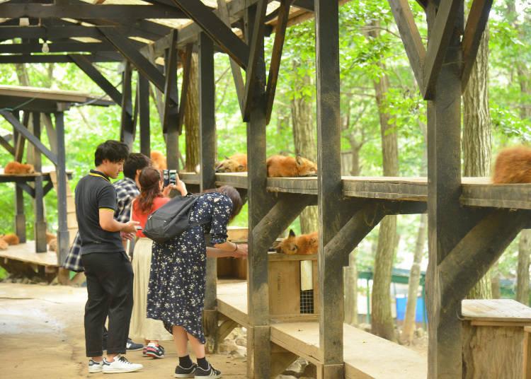 日本藏王狐狸村旅游,宫城县藏王狐狸村