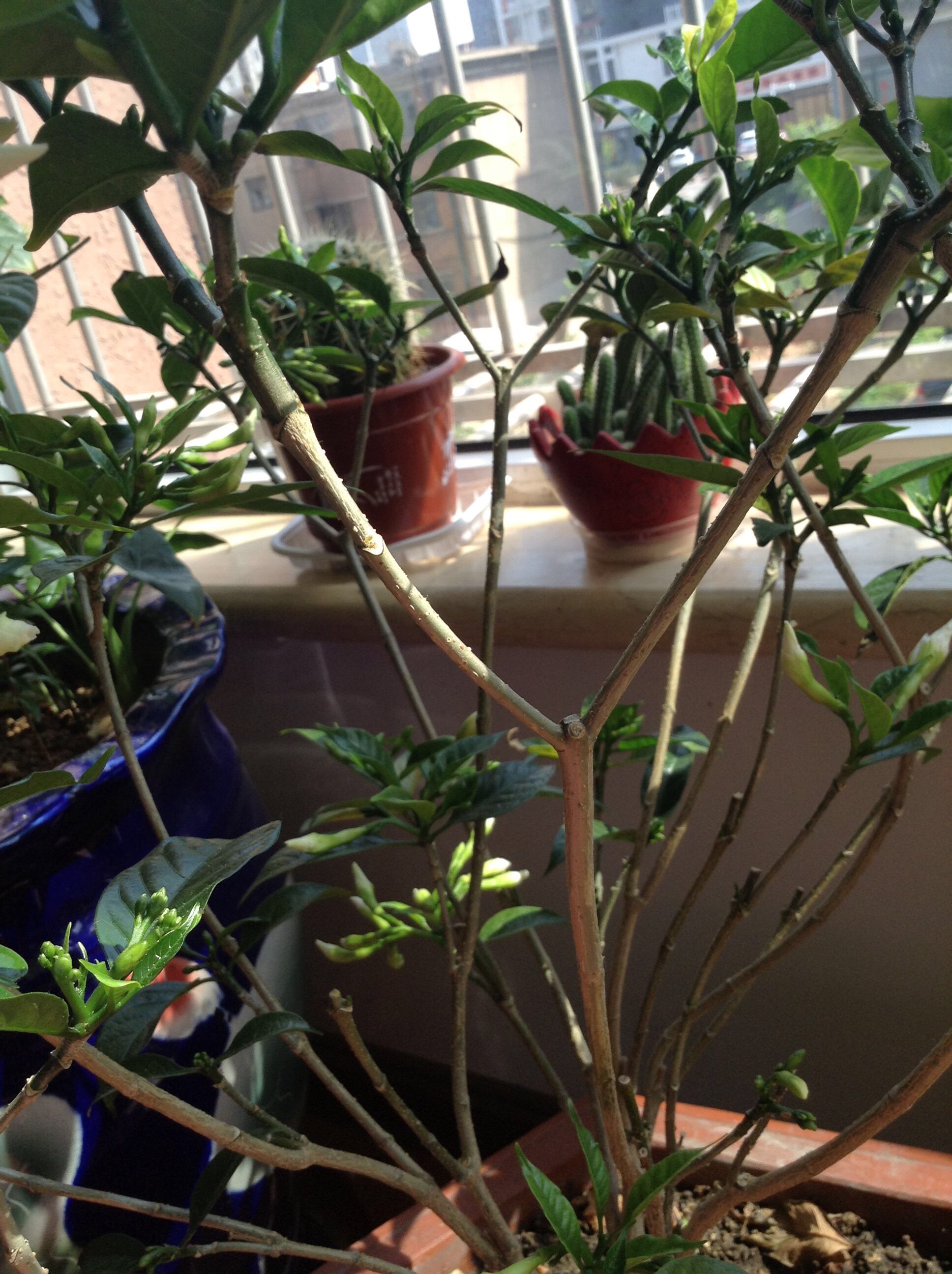 养茉莉怎么修剪,香水茉莉花的养殖方法和修剪方法