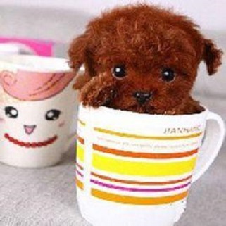 喂养泰迪用多少量的奶粉,茶杯泰迪如何饲养