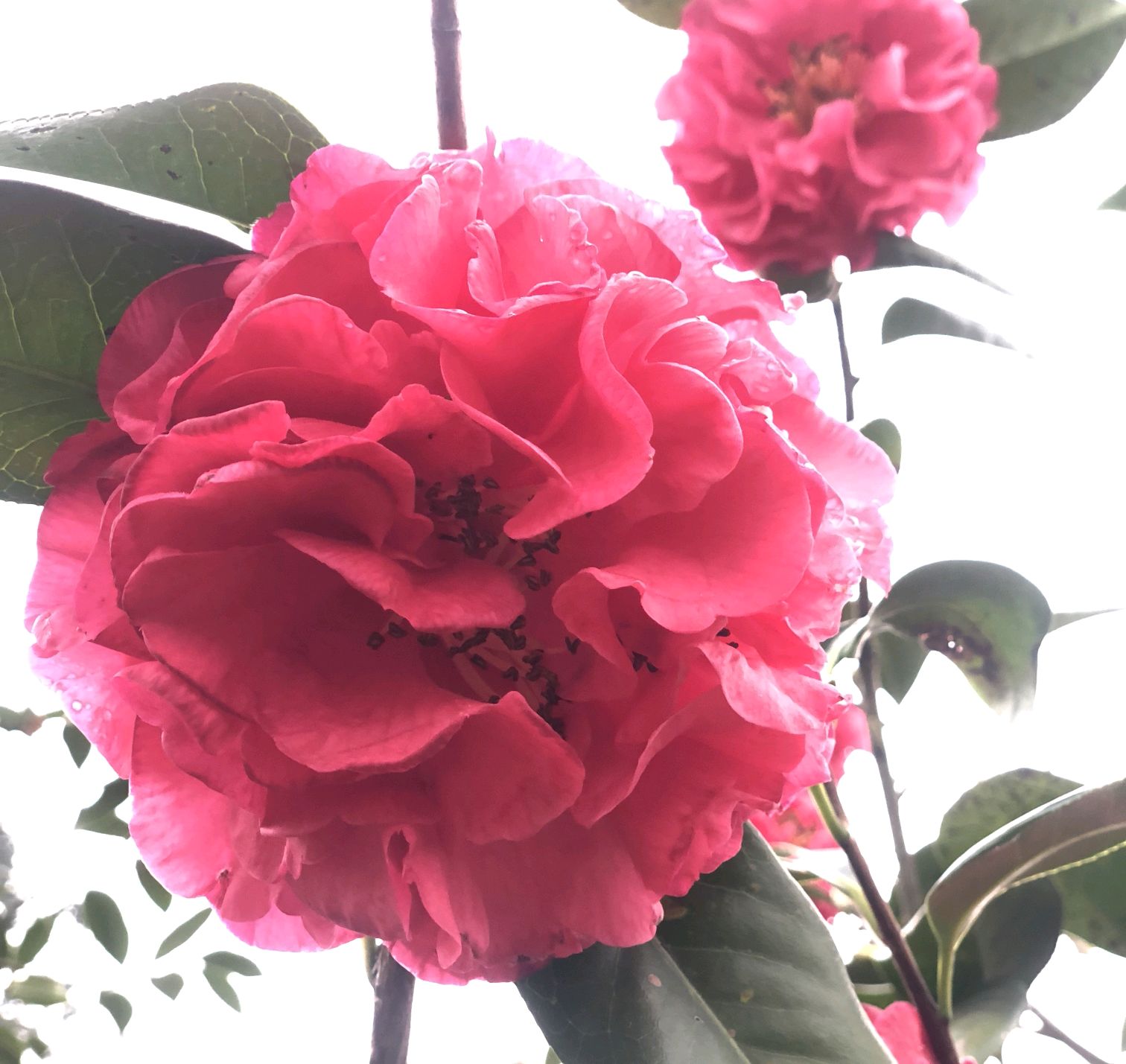 茶花烂根处理发芽后管理,茶花盆栽不长怎么办