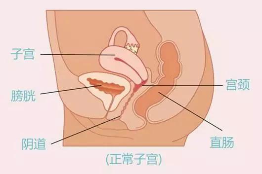 子宫后位会影响胚胎移植效果吗,孕妇子宫后位会难产吗