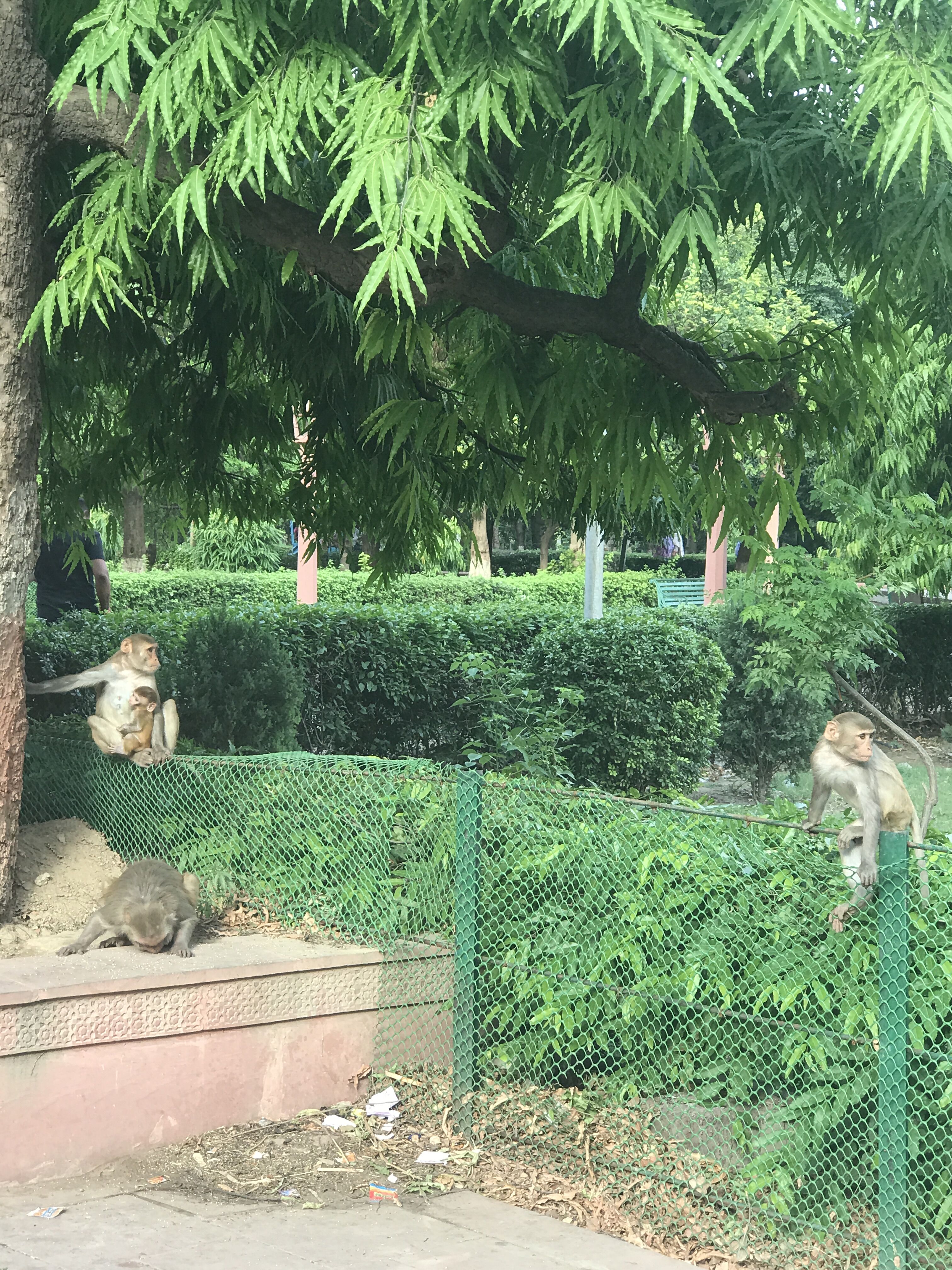 印度见闻大全,中国印度见闻录