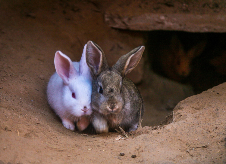 养兔技术家兔疾病防治要点,养兔疾病视频教程