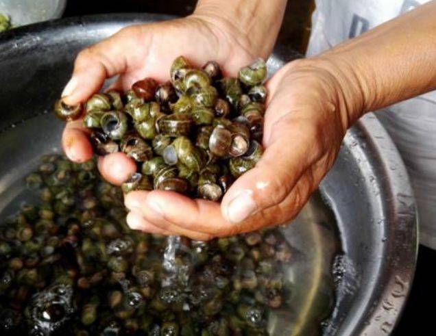 田螺怎么清洗干净的方法,田螺怎么洗干净教你三个清洗方法