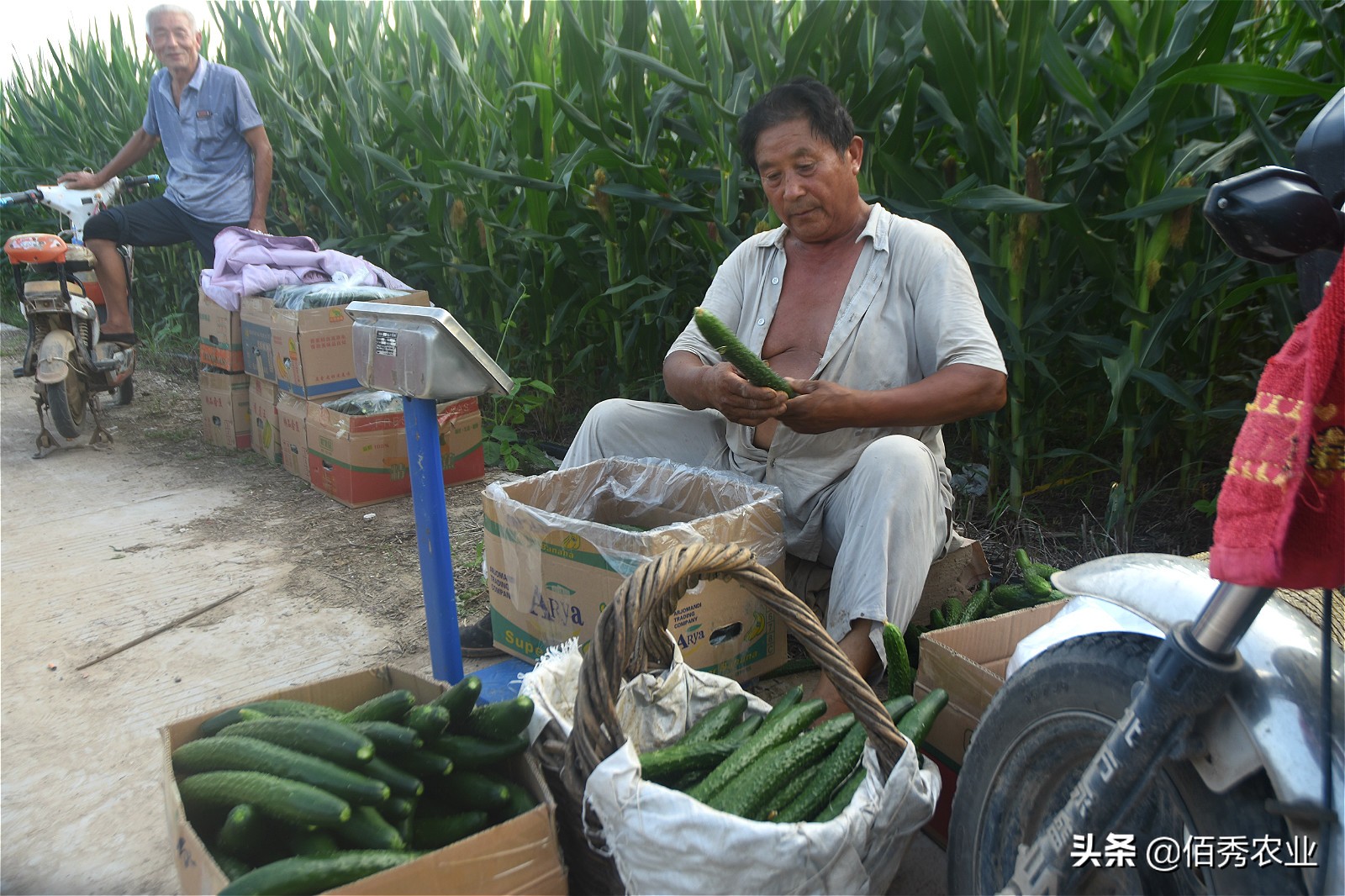 农村大叔种植黄瓜,农村种植一亩黄瓜要多少成本
